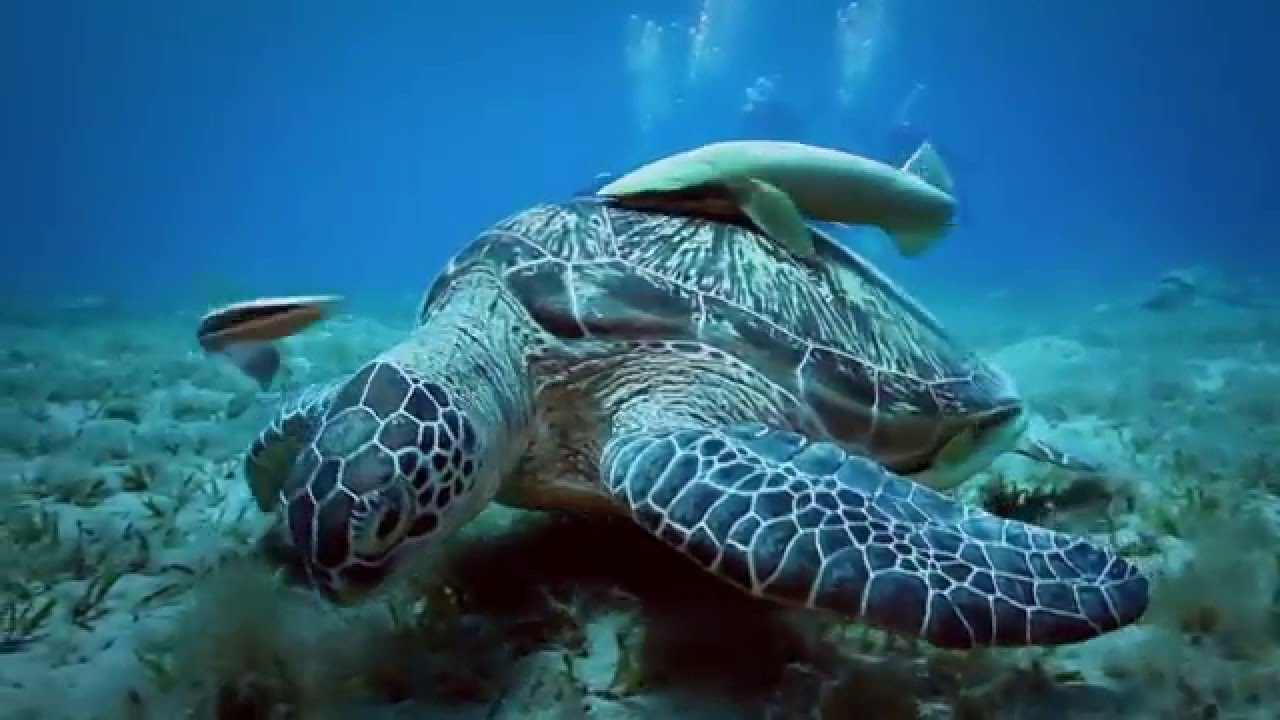 Dein ägypten Abenteuer