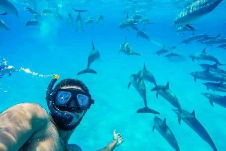 Swim With Dolphins In Hurghada